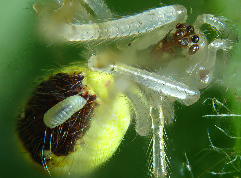 Theridion varians  - Sumirago (VA)